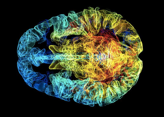 The human brain develops through complex interaction between nature (genes) and nurture (environment). Photo Credit: Nature
The human brain develops through complex interaction between nature (genes) and nurture (environment). Photo Credit: Nature