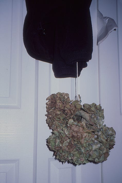 top row, left to right: nat lies face down in bed without a shirt on; their overgrown undercut is visible. a white liquid dissipates in green water under a dock. a bouquet of dried hydrangeas hang on a closet door. bottom row: the sun rises over a bedroom in cape may, nj. on blue film stock, nat floats in the lake and eats a peach. a pink bmw convertible is parked outside ike’s auto shop.