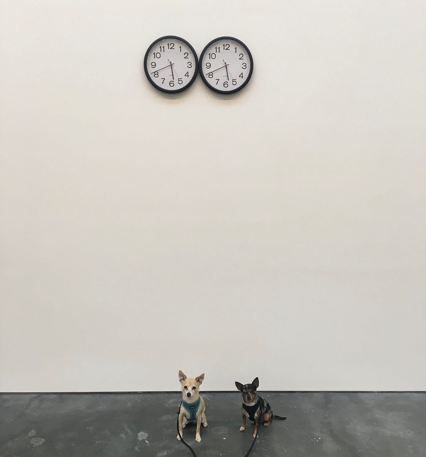 Two chihuahuas are seen sitting in front of Felix Gonzales-Torre's Untitled Perfect Lovers piece. The piece is two clocks hung on the wall that are set to the exact same second. The dog on the left is tan and white, and is wearing a blue or black harness. The dog on the right is black, white, and brown, and he is wearing a black harness. They are both on thin black leashes. The wall behind them is white, and the floor is grey stone. Two chihuahuas are seen sitting in front of Felix Gonzales-Torre's Untitled Perfect Lovers piece. The piece is two clocks hung on the wall that are set to the exact same second. The dog on the left is tan and white, and is wearing a blue or black harness. The dog on the right is black, white, and brown, and he is wearing a black harness. They are both on thin black leashes. The wall behind them is white, and the floor is grey stone.
