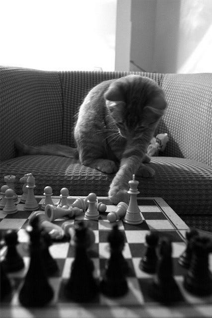 This may contain: a cat sitting on top of a couch next to chess pieces