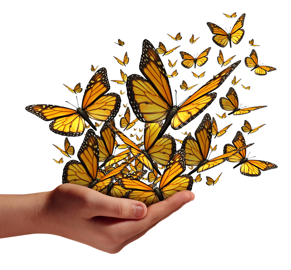 Butterflies flying out of a hand held palm upwards Butterflies flying out of a hand held palm upwards