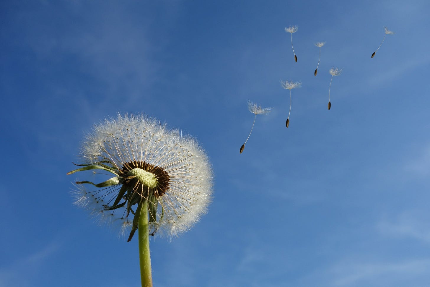 dandelion-463928_1920 dandelion-463928_1920