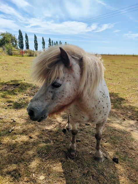 A white pony with dark spots looking left, a signet in a lake, a sheep looking at the camera, a bunny sitting on a haybale, a bird in its aviary, a goat climbing a fence to say hello, a pig smiling at the camera, a swan standing in a grass field, a brown pony looking straight at the camera