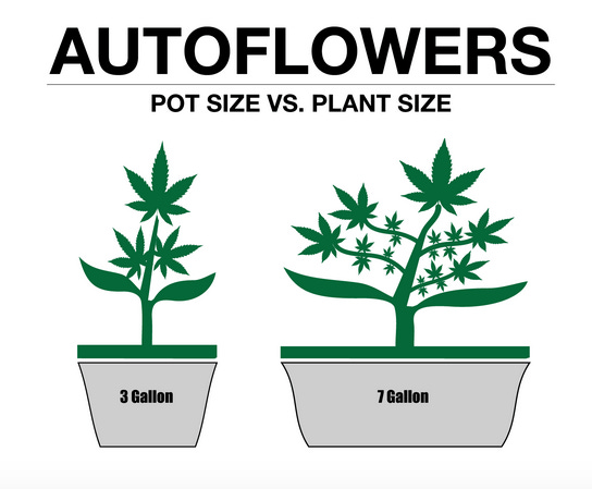 How To Set Up Your Grow for Autoflowers — E T H O S