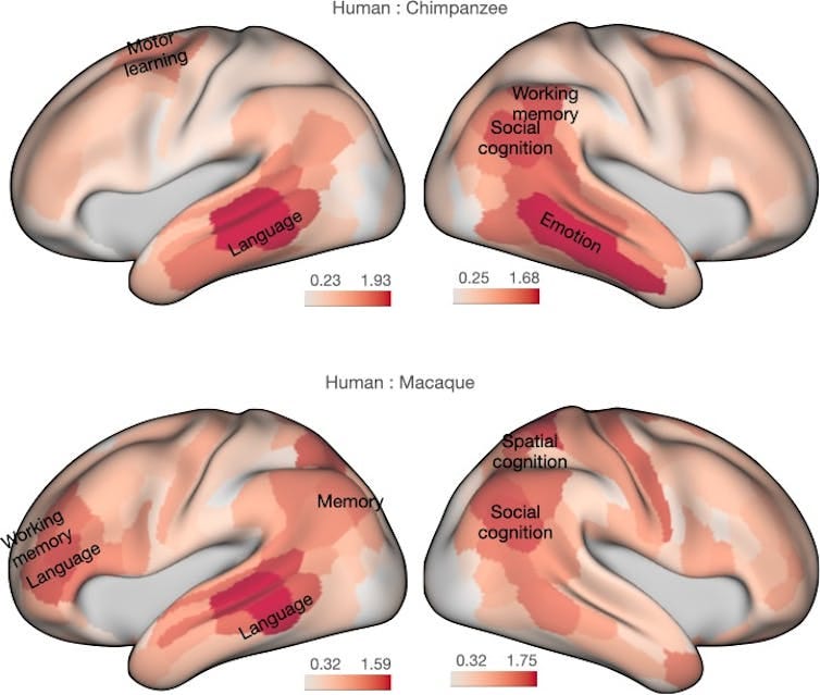 Diagram comparing human brain with chimpanzee and macaque Diagram comparing human brain with chimpanzee and macaque