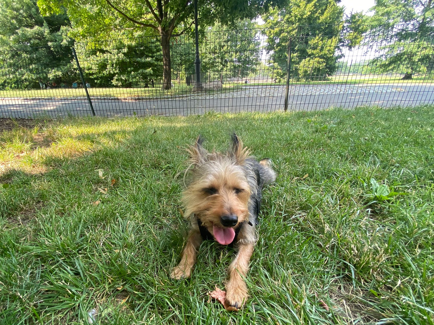A happy smiley dog enjoying the grass in Central Park
