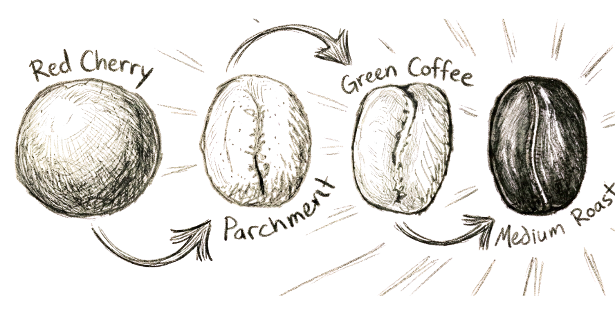 Coffee bean roasting process