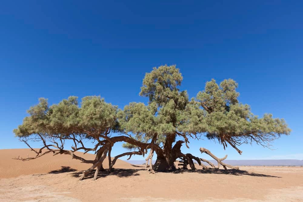 Tamarisk Tree in the Bible | Inspiring - Made of Still ®