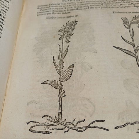 Images et blocs d'imprimeries du livre 'Rariorum Plantarum Historia'  de Carolus Clusius, imprimé par Plantin en 1601