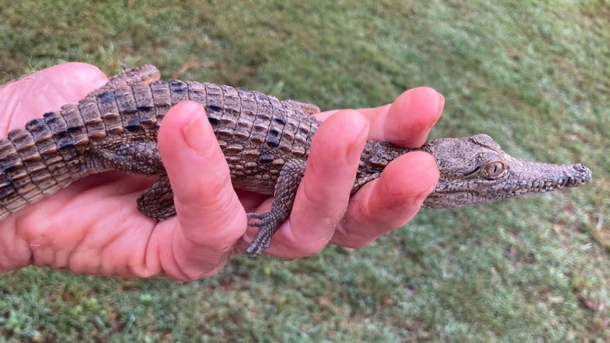 Stolen baby crocodile found in Childers after long-distance drive - ABC News