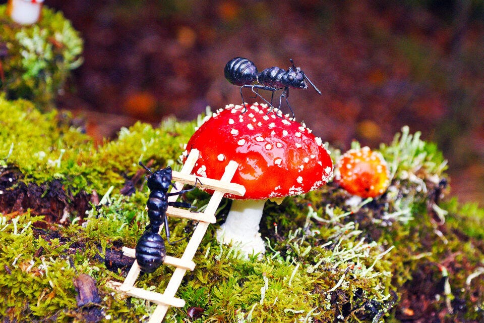 fungus farming ants carefully weed their underground gardens