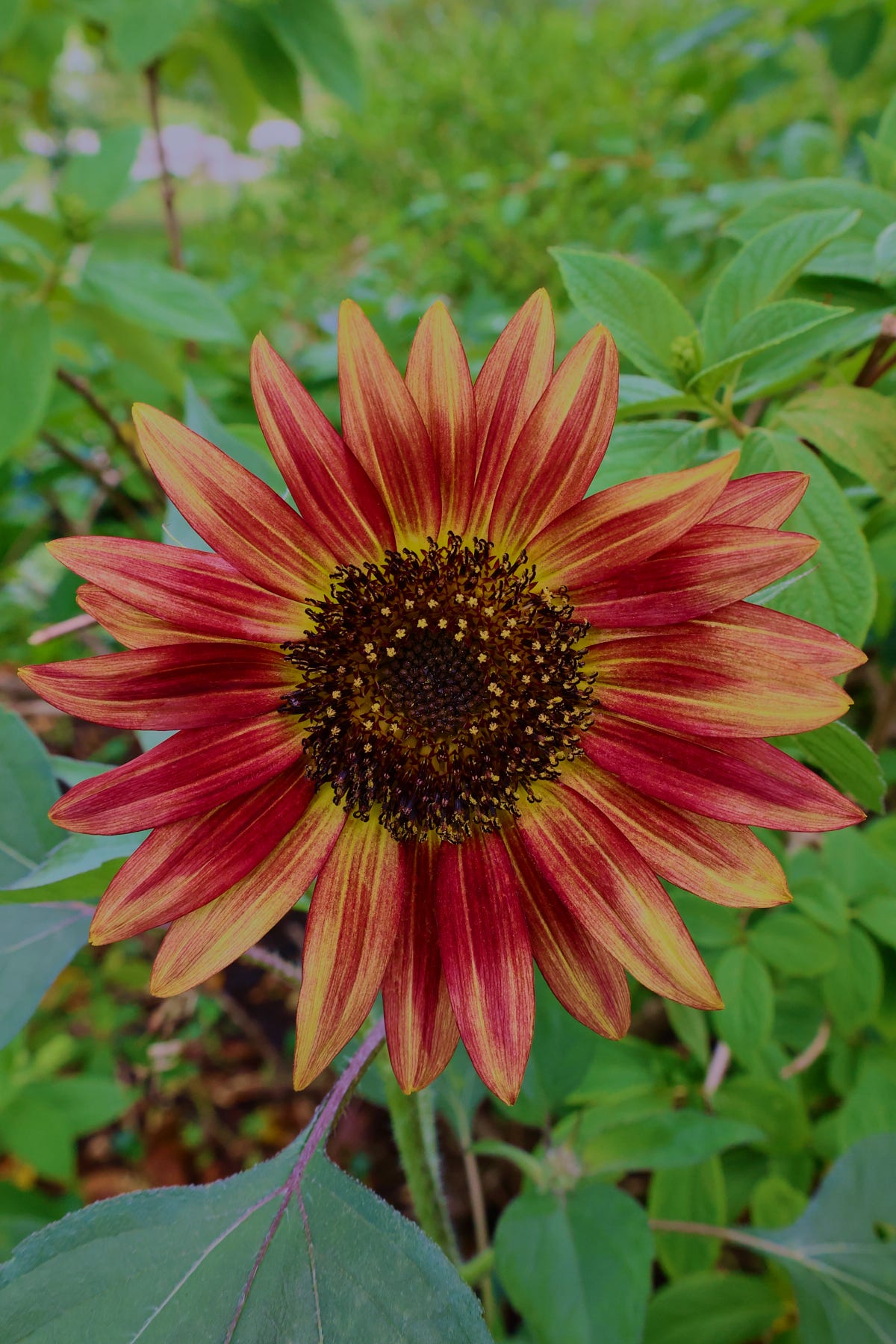 a sunflower bloom