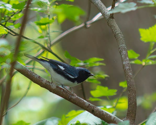In a forest, on a branch, a bird with a white belly, black throat, and blue plumage on wings and back In a forest, on a branch, a bird with a white belly, black throat, and blue plumage on wings and back