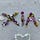Dsylxia