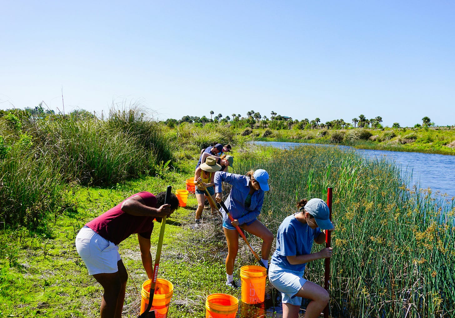 a mash on a bright sunny day. several students work with shovels and buckets to plant new plants in the marsh a mash on a bright sunny day. several students work with shovels and buckets to plant new plants in the marsh