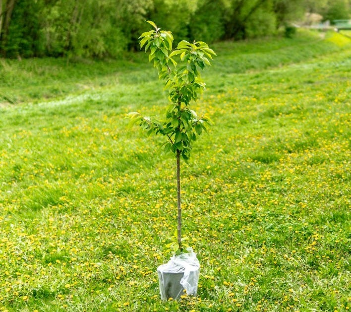green plant on white plastic bag green plant on white plastic bag