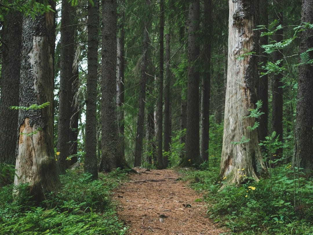 road through forest road through forest