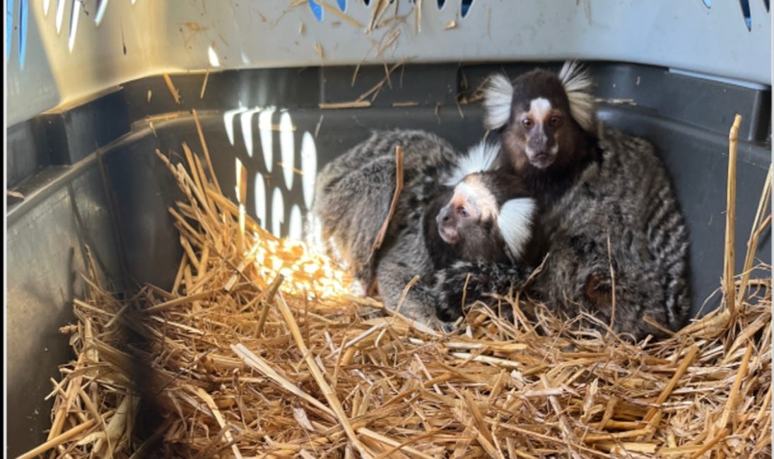 Parrish Man Known as The Monkey Whisperer Sentenced for Illegal Primate Trafficking