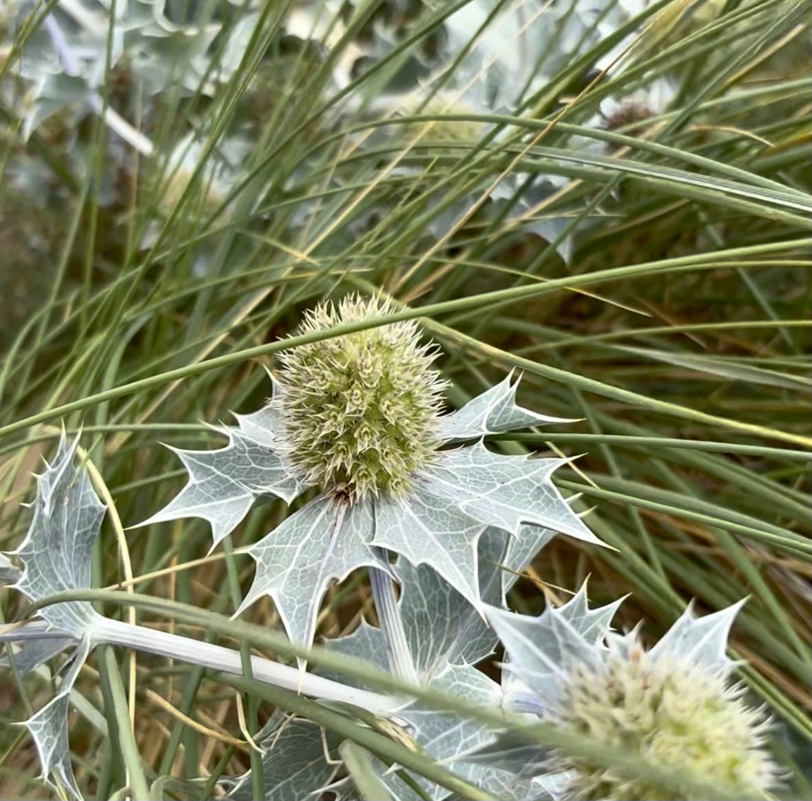 Sea holly flowers, or Eryngium maritimum.