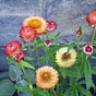 Susan Scheid's avatar