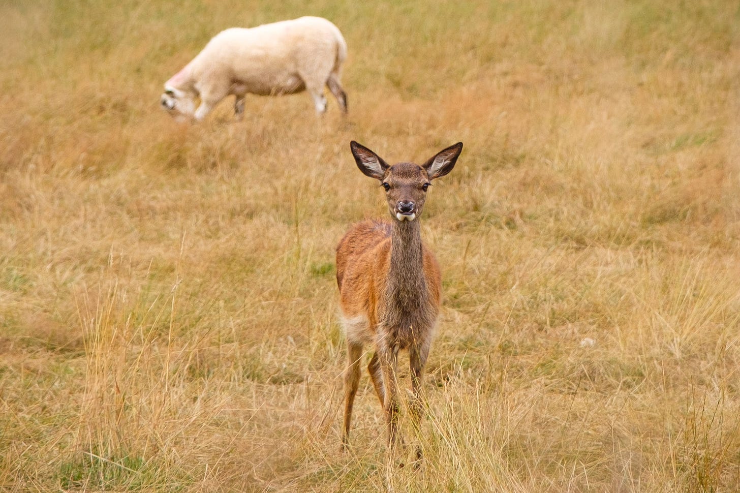 Standing in a field observing the photographer, a tiny deer can be seen going about its day.
