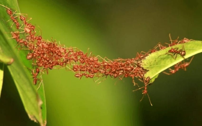 Pushover Ant Building for Global Relevance - by Linda Ikechukwu