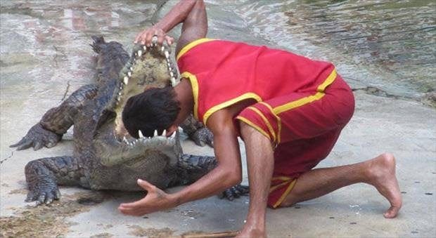 would you dare putting your head inside the crocodile's mouth : pics