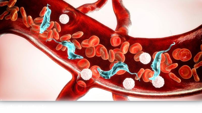 Parasitic infections in the heart: a global health challenge | Mr. Parasite Purge posted on the ...