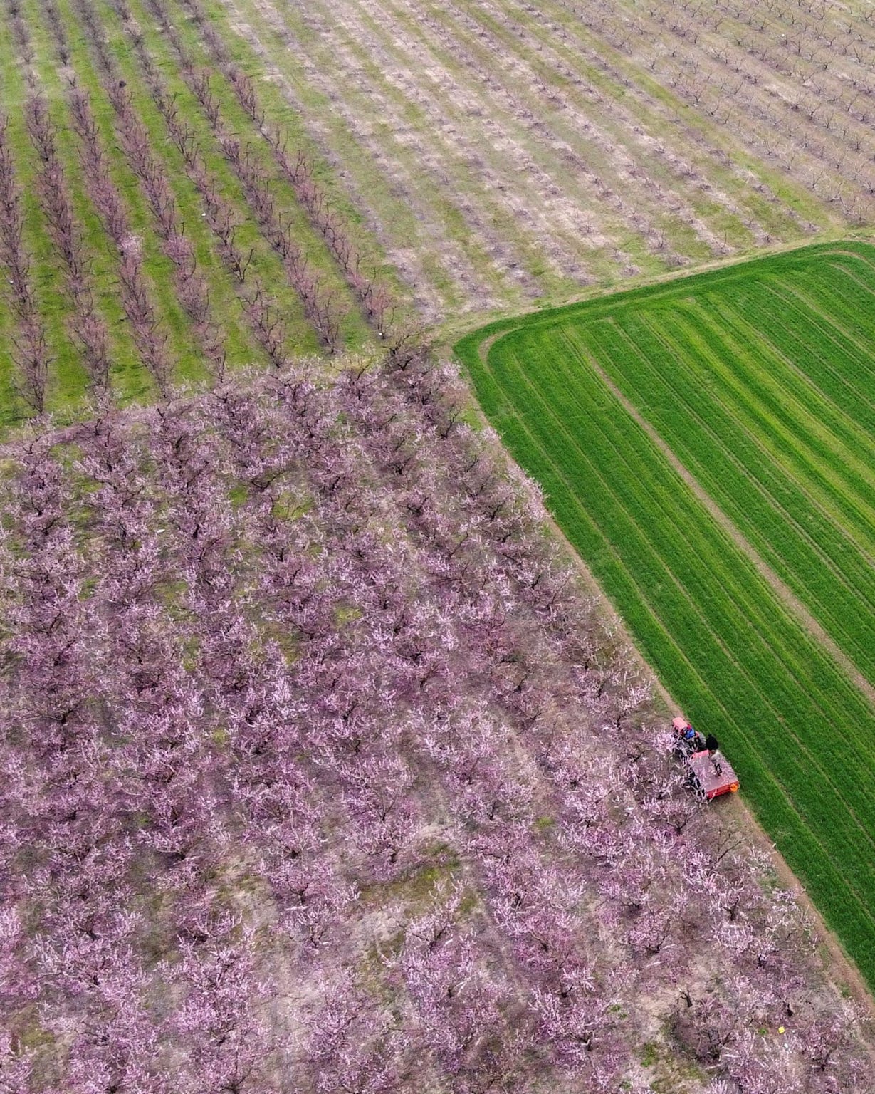 Aerial view of genuine agricultural farmland showing blooming orchards and cultivated green crops, illustrating legitimate farming land use