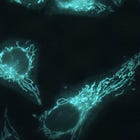 Spike Protein Impairs Mitochondrial Function in Human Cardiomyocytes