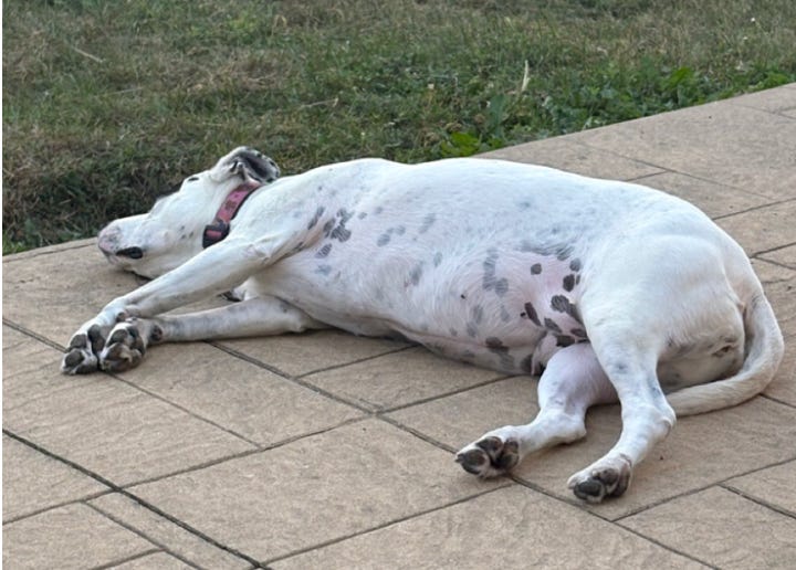 pit bull on patio splayed out and exhausted. all legs out to the side. she is white with black spots; pink colar just visible, head thrown back 