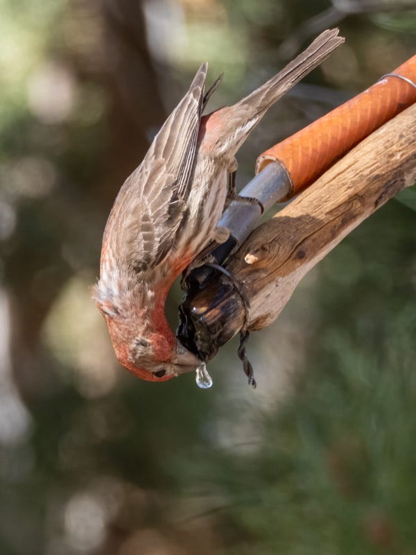 20250430-Chiricahuas-1111-Edit.jpg 20250430-Chiricahuas-1111-Edit.jpg