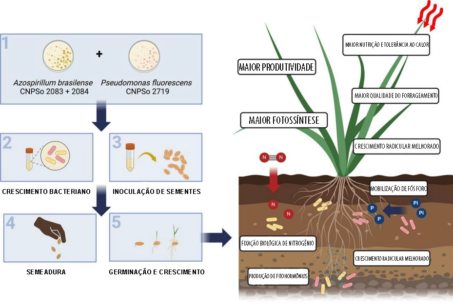 Um infográfico que explica a inoculação de bactérias em sementes. O processo está dividido em cinco etapas: (1) seleção das bactérias, (2) crescimento bacteriano, (3) inoculação de sementes, (4) semeadura e (5) germinação e crescimento. À direita, um desenho de uma planta mostra os benefícios no solo e na planta: fixação biológica de nitrogênio, produção de fitohormônios, mobilização de fósforo, crescimento radicular melhorado, maior fotossíntese, produtividade, qualidade do forrageamento, nutrição e tolerância ao calor.