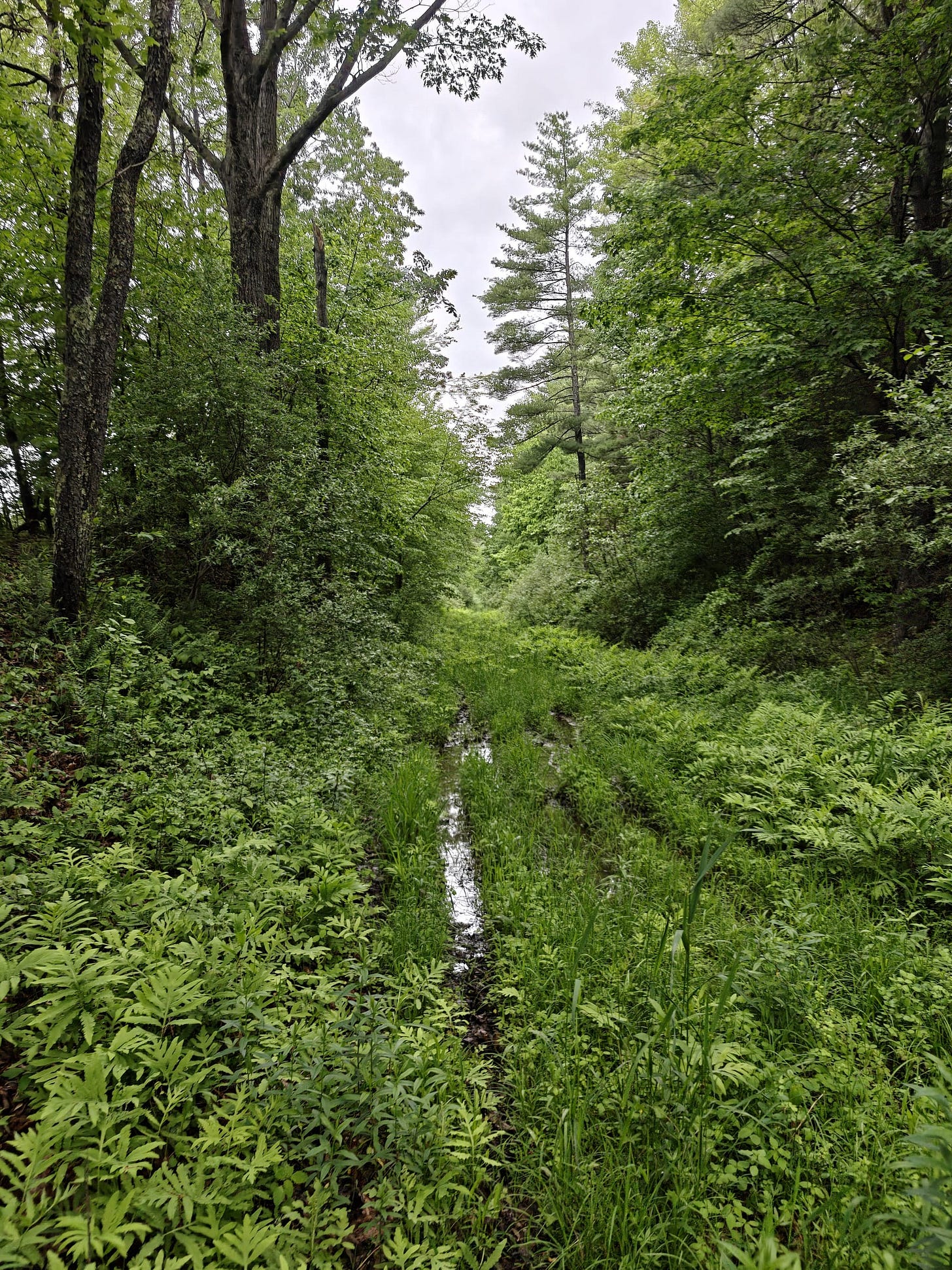 A Trek Along the Cocheco Railroad