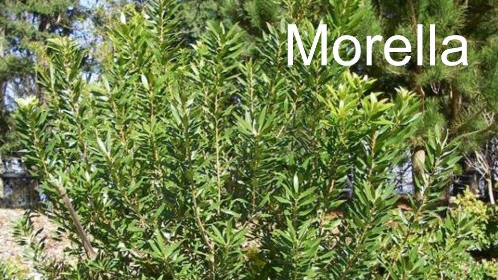 80-trees-shrubs 17.jpeg 80-trees-shrubs 17.jpeg