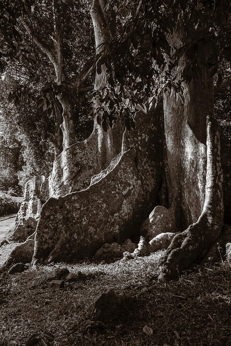 Images of Sri Lanka