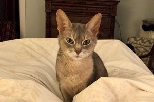 A grey cat with large ears sits on a bed, looking directly at the camera with green eyes, surrounded by white bedding.