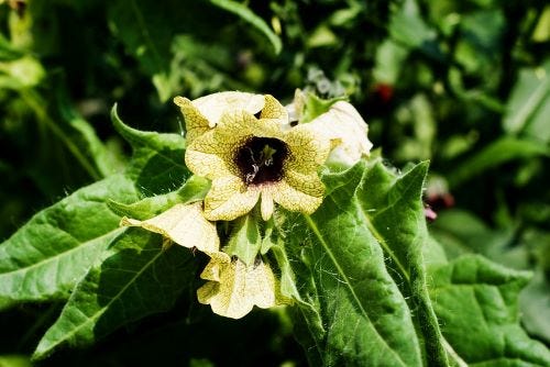 A plant with hairy green leaves and long yellow flowers with a black centre.
