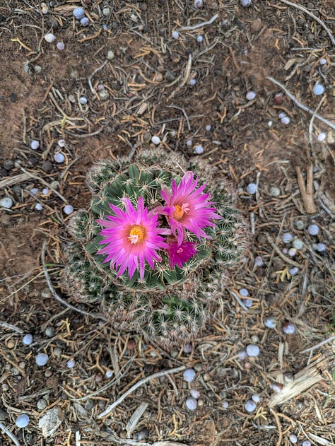 Two photos of views from a hike, with green grass and shrubs, a few evergreen trees, and reddish rock mountains in the background; one photo of a small, round cactus with three bright pink blooms on top.