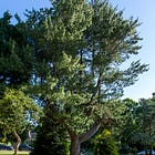 53. Astley Ainslie Pine