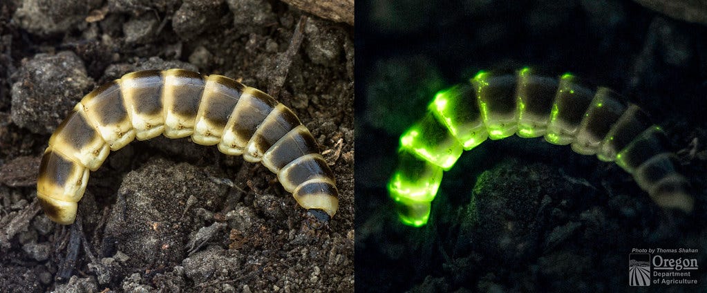 Zarhipis sp. Glowing "Railroad Worm" | Oregon Department of ...
