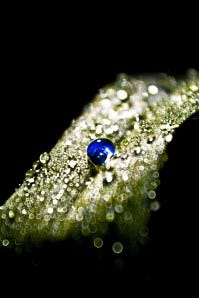 Dew Drops