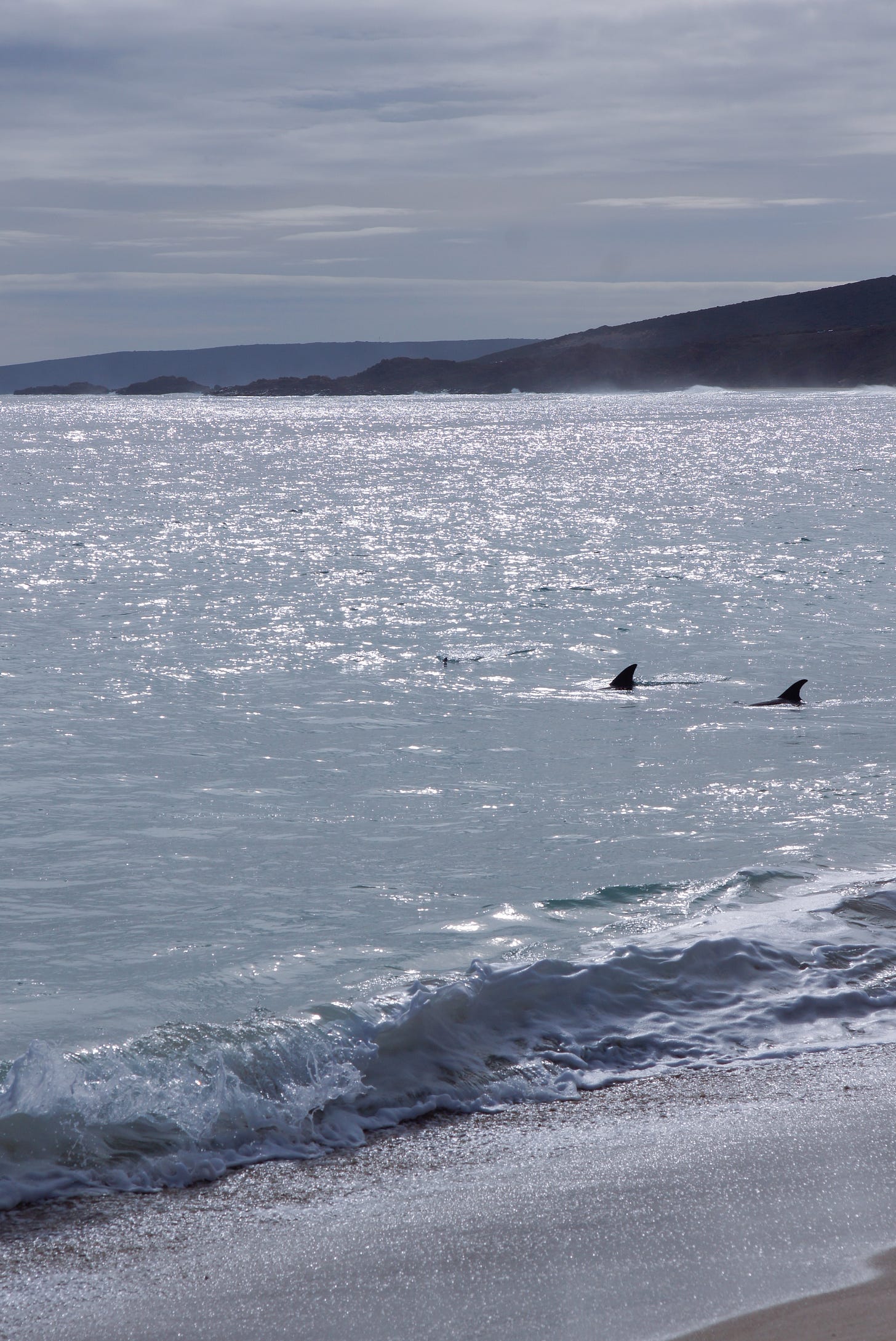 two dolphins swim close to shore with a view to the cape in the background. The photo is taken into the sun so the colours are monochrome