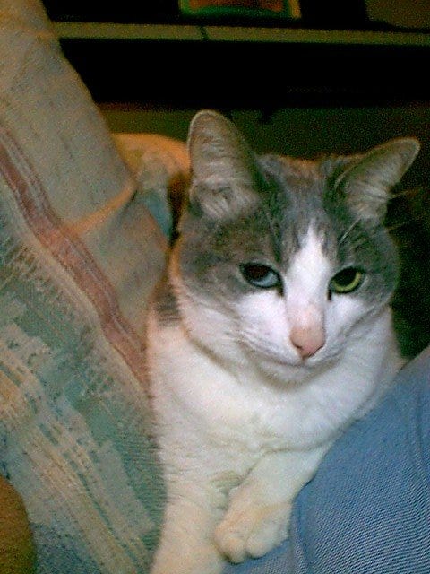 Type 2 diabetes in cats Type 2 diabetes in cats
