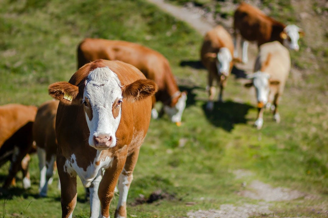 brown and white cow on green grass field during daytime brown and white cow on green grass field during daytime