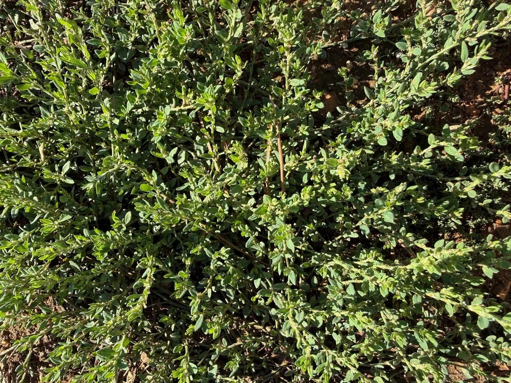 Renouée des oiseaux