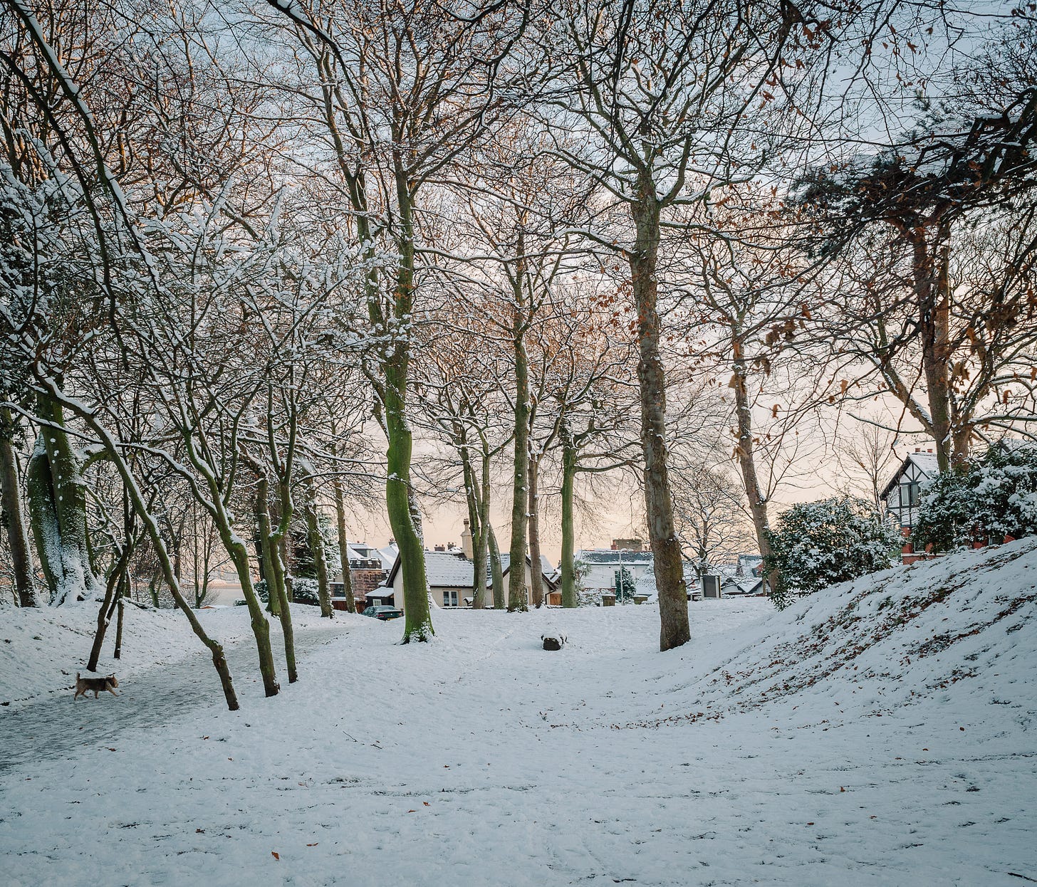 In a small park snow covers the ground and the trees. There is a feint orange glow in the sky.