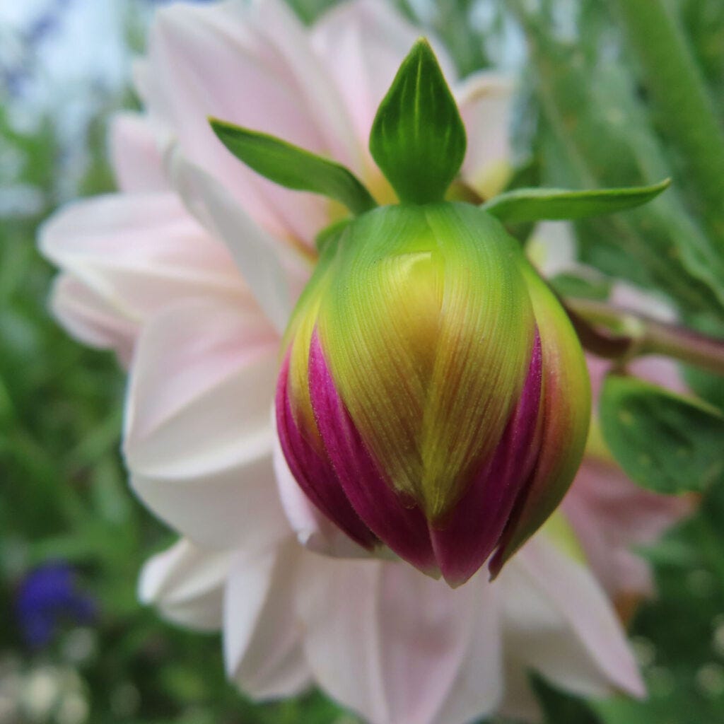 若いダリアの蕾を接写した写真｜緑と赤紫のグラデーションが美しい花芽