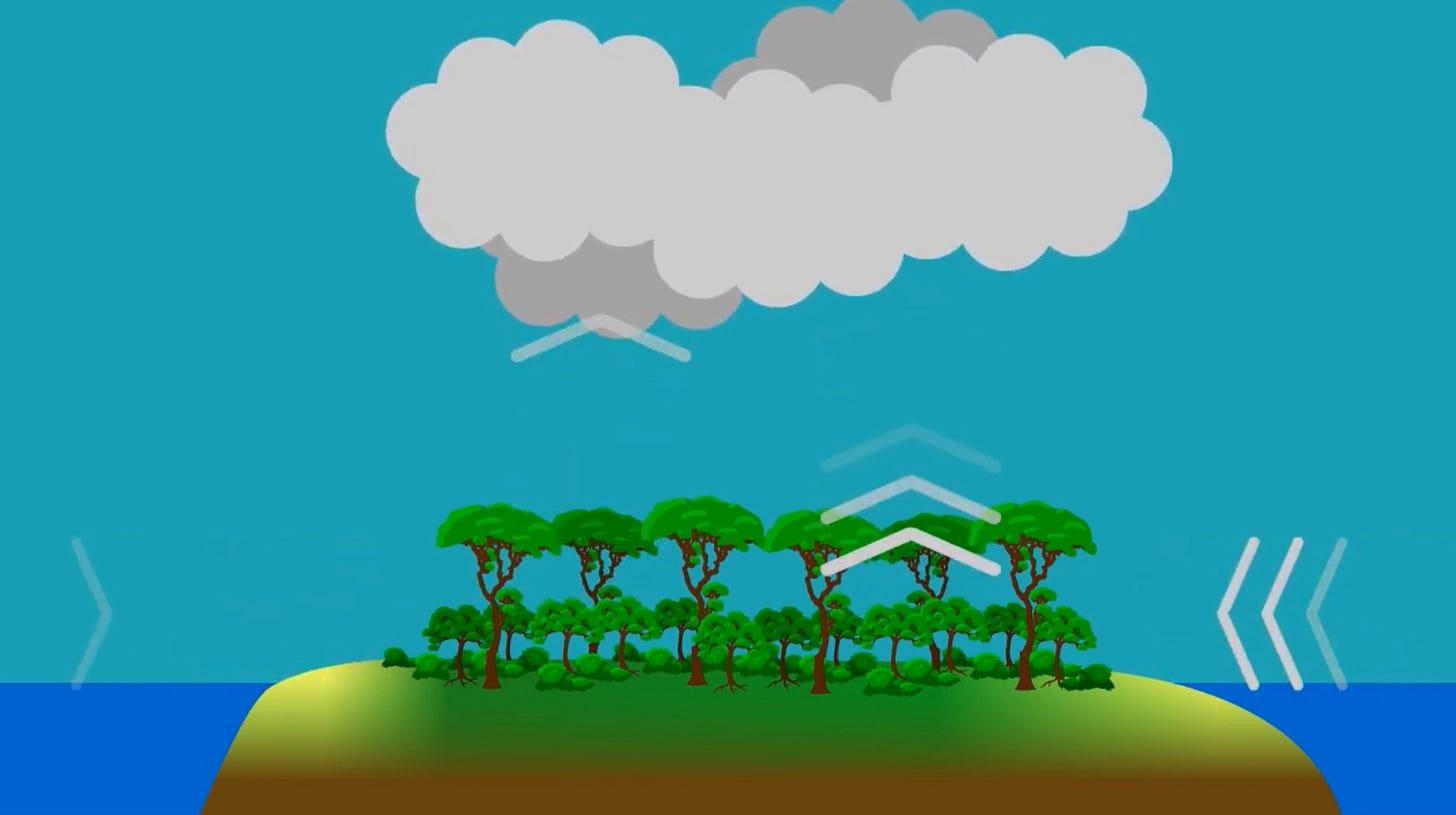 Rain Tree Example Rain-making role of trees, rainforests coming to fore