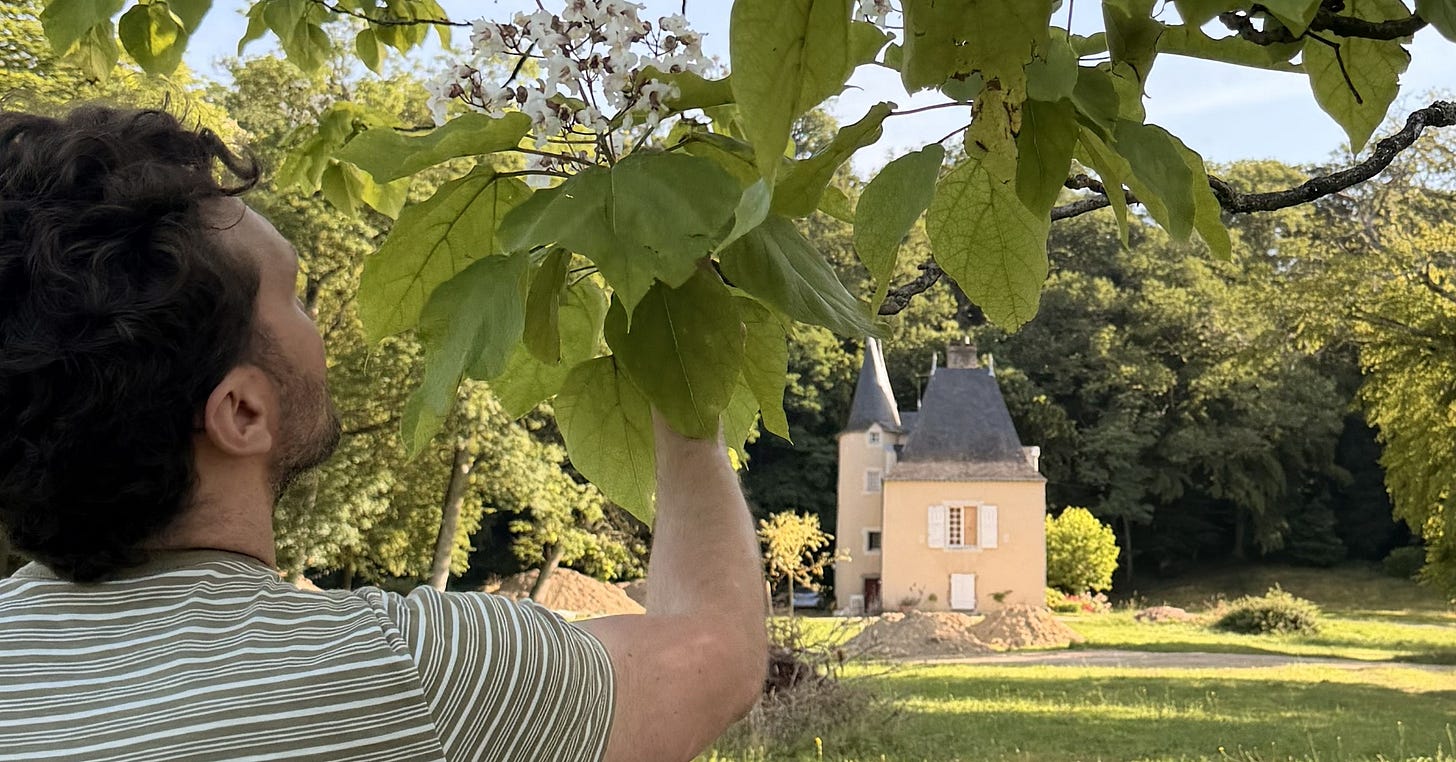 A man reaching up to a branch of white blossoms on a large flowering catalpa tree, leaning in to smell them, with the château visible across a sunlit green field behind him. A man reaching up to a branch of white blossoms on a large flowering catalpa tree, leaning in to smell them, with the château visible across a sunlit green field behind him.